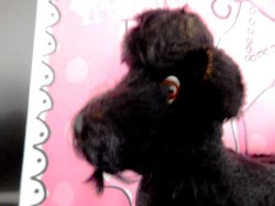 black steiff poodle face